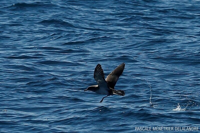 Yelkouan Shearwater