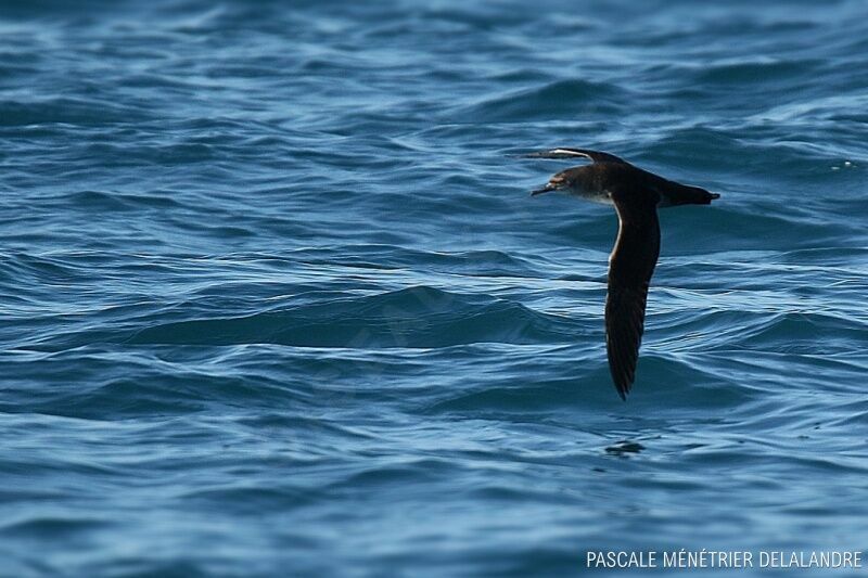 Yelkouan Shearwater