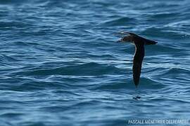 Yelkouan Shearwater