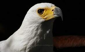 African Fish Eagle