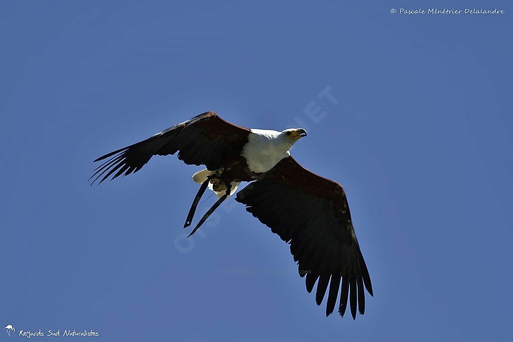 African Fish Eagle