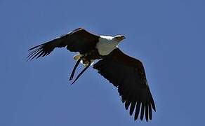 African Fish Eagle