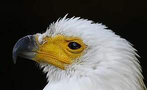 African Fish Eagle