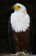 African Fish Eagle