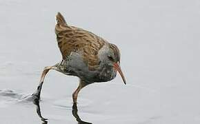 Water Rail