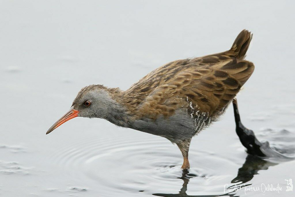 Water Rail