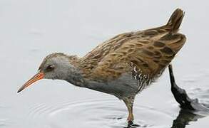 Water Rail