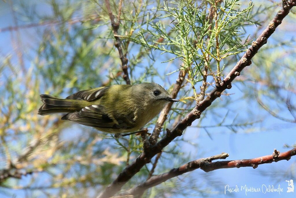 Goldcrest