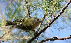 Goldcrest