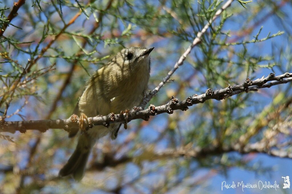 Goldcrest