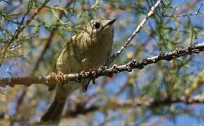 Goldcrest