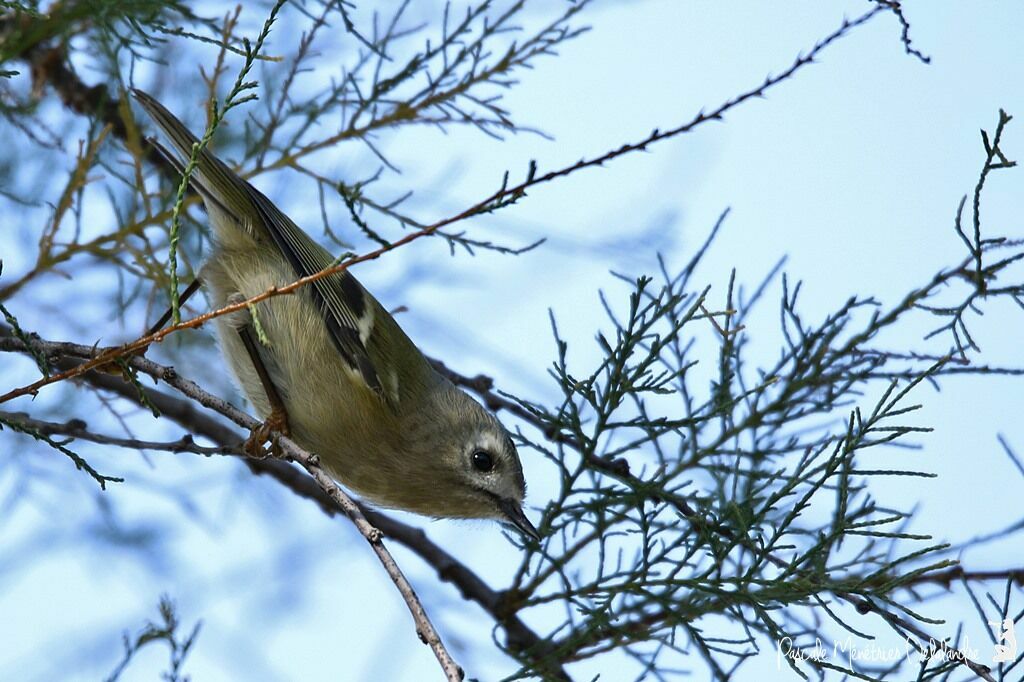 Goldcrest