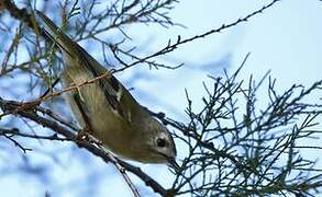 Goldcrest