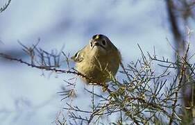 Goldcrest