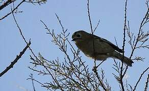 Goldcrest