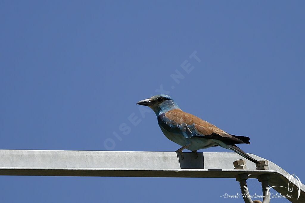 European Roller