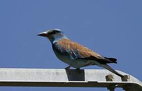 European Roller