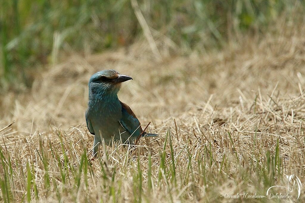 European Roller