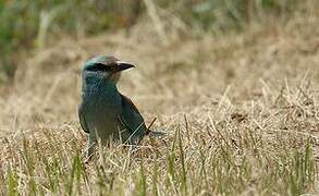 European Roller