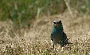 European Roller