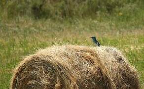 European Roller