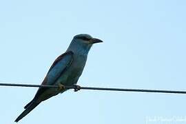 European Roller