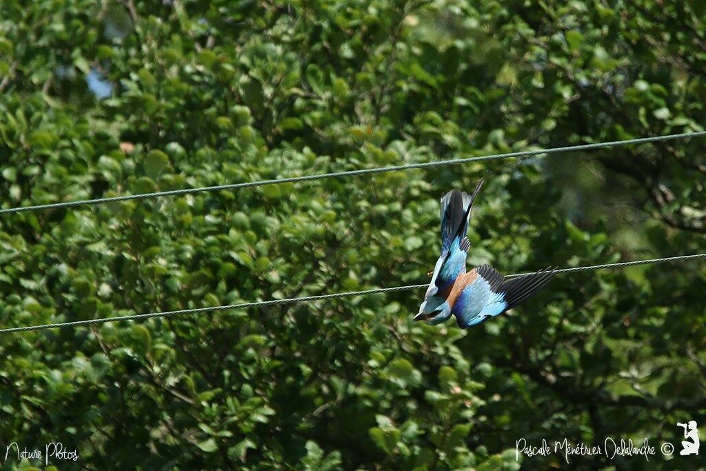 European Roller