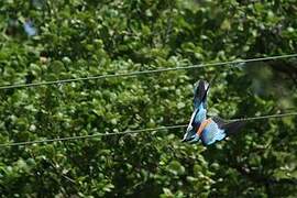 European Roller