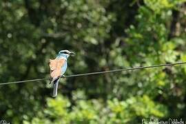 European Roller