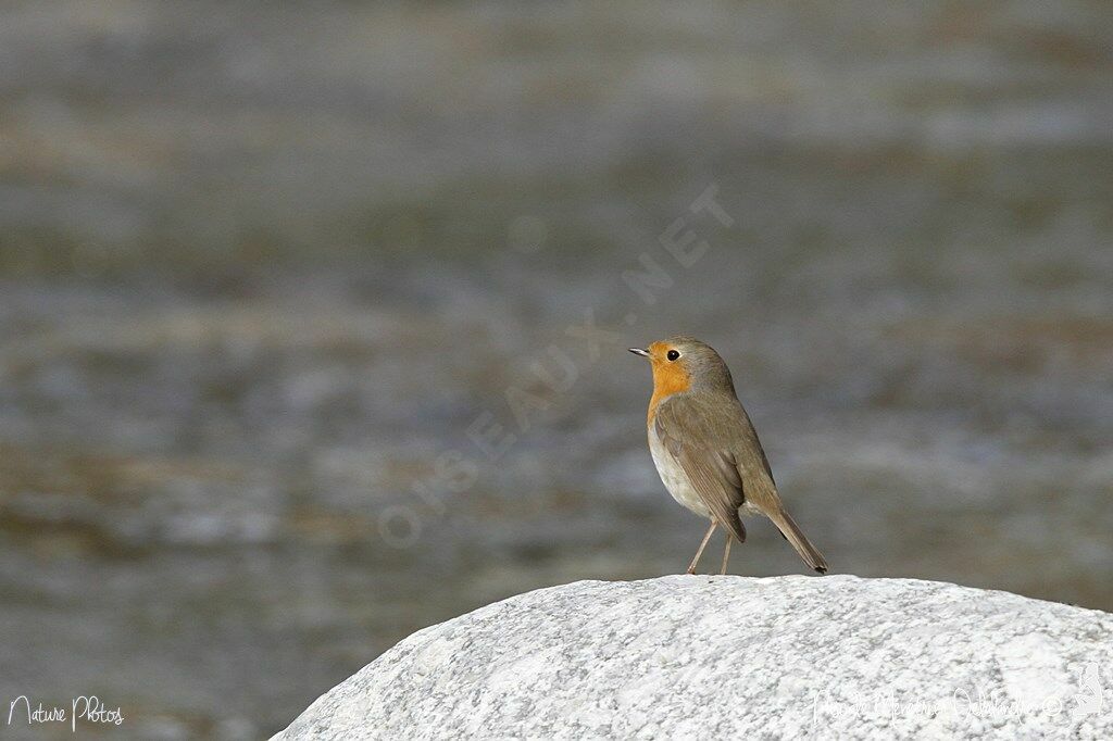 European Robin