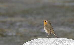 European Robin