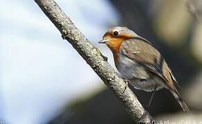 European Robin