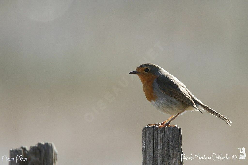 European Robin