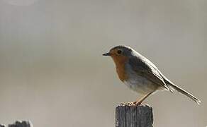 European Robin