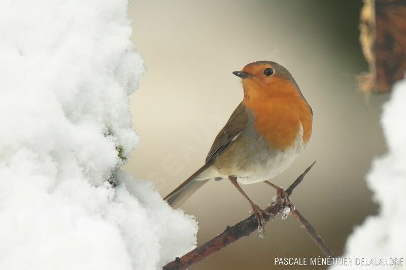 European Robin