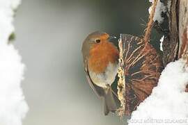 European Robin