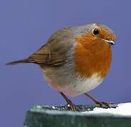 European Robin