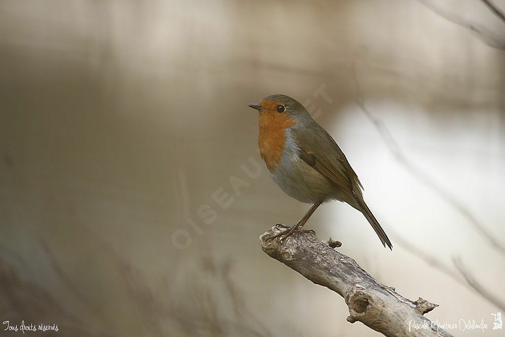 European Robin