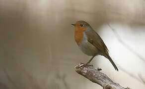 European Robin