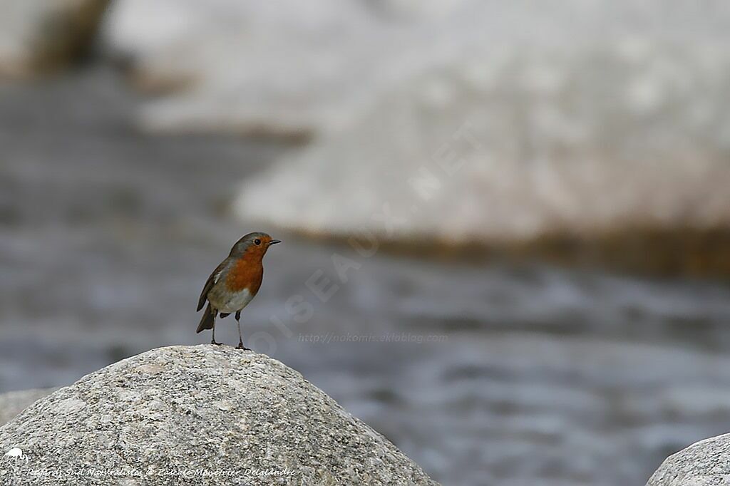 European Robin