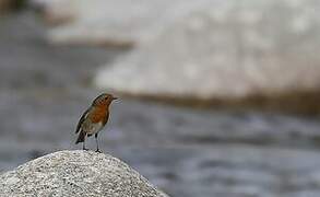 European Robin