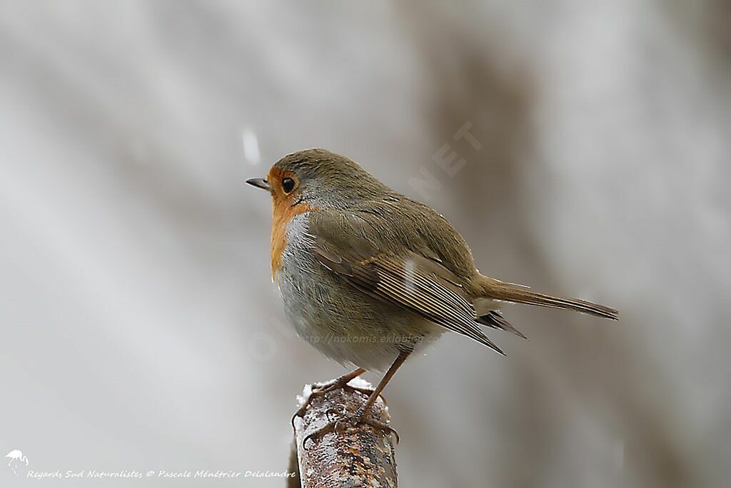 European Robin