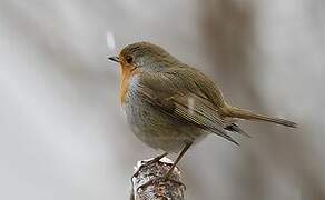 European Robin