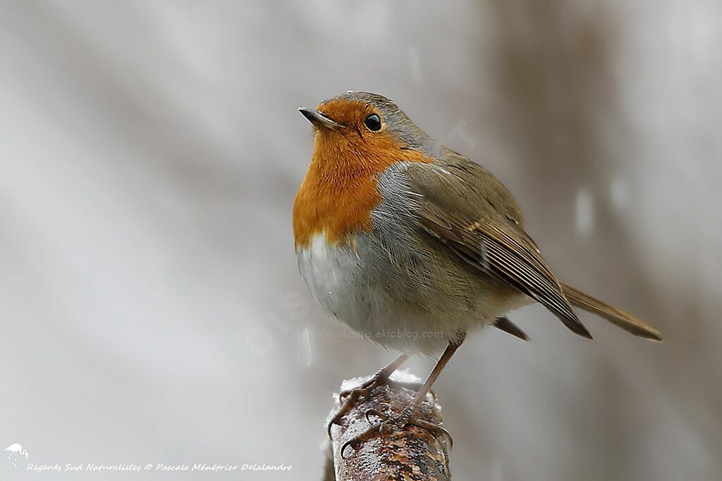 European Robin