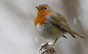 European Robin