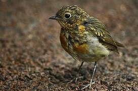 European Robin