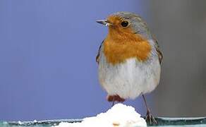 European Robin