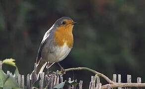 European Robin