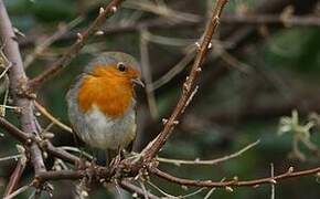 European Robin