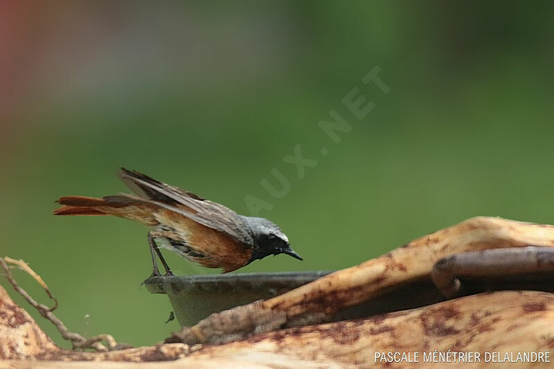 Common Redstart